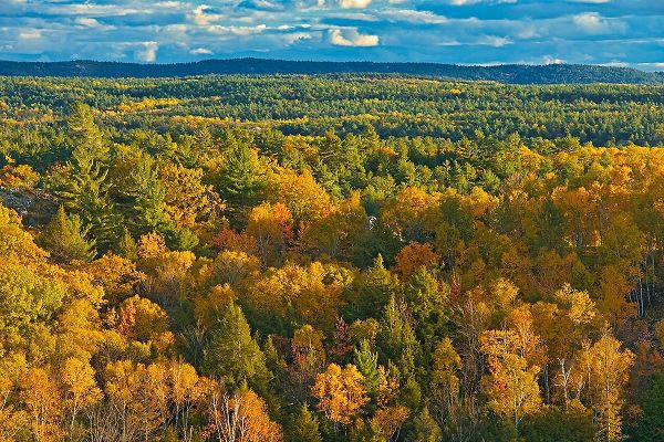 Canada-Ontario-Neebing County Forest in autumn
